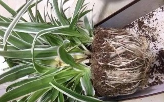 水吊兰怎样养才能更旺盛？（掌握关键技巧让水吊兰常青常茂）