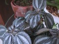 以泡叶冷水花的养护技巧（掌握关键诀窍，打造迷人水景）