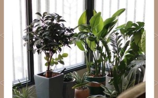 如何控制室内花卉的疯长现象（室内花卉种植技巧，让你的花儿保持适度生长）