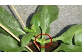 红梅摘心打顶的正确时间和方法（掌握红梅摘心打顶技巧，提高景观树的观赏性）