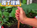 绿萝枯叶治疗方法与护理技巧（恢复绿萝健康的关键在于正确的护理和保养）