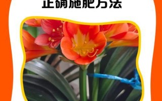 君子兰花的受粉过程及重要性（探究君子兰花的受粉方式和繁殖机制）