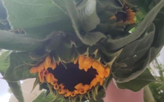 姜荷花的醒花过程（探究姜荷花醒花的条件和方法）