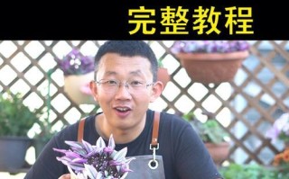 吊兰的种植方法及注意事项（让你轻松成为室内植物爱好者）