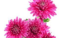 粉色菊花的花语（探究粉色菊花所代表的寓意与象征）