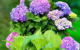 探秘绣球花的花期（一年四季，花开不断）