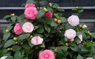 茶花的生长全程需要注意什么？一年内茶花的高度变化及其影响因素