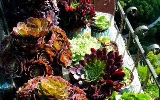 揭秘黑法师（以黑法师怎么样种植为主题的完整指南）