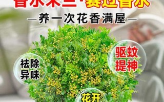 米兰花浇水技巧（掌握浇水频率，让米兰花健康茁壮）