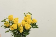 剪枝后的玫瑰，如何打理成盛开花朵（关键步骤与养护技巧，让玫瑰焕发绚丽的生机）