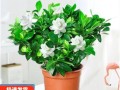 水培枝枝花的种植方法与技巧（以水为根，生长更美丽）