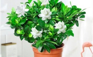 水培枝枝花的种植方法与技巧（以水为根，生长更美丽）
