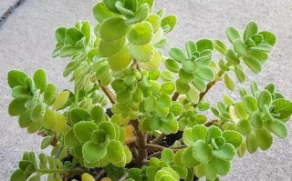 室内养殖碰碰香的注意事项（碰碰香适合室内养吗？室内养殖碰碰香需要注意哪些问题？）