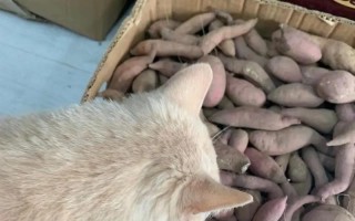 猫可以吃地瓜吗？