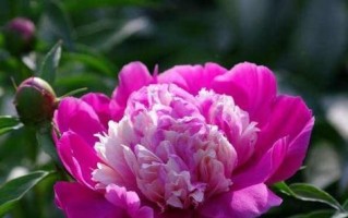 芍药的越冬能力与耐寒温度（了解芍药越冬的秘密，打造耐寒园林）