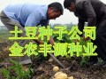 土豆种植全攻略（从种子到收成，一步不漏）