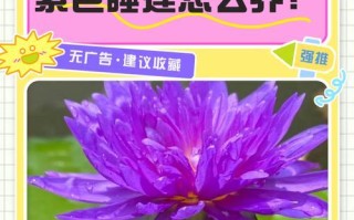 水莲养护全攻略（了解水莲最佳养护方法，让它绽放生机）