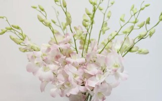 洋兰的水养方法与注意事项（轻松打造盆栽兰花，让生活更美好）
