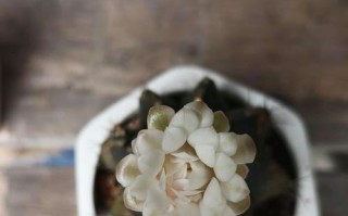 如何管理仙人球的生长高度（掌握关键技巧，打造理想的仙人球高度）