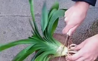 以君子兰出芽为主题的养护方法（打造健康君子兰的秘诀）