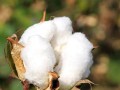 彩色棉花的奇妙世界（探秘不同颜色棉花的神奇之处）