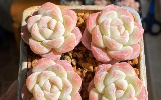 酸奶浇多肉，真的好吗？（多肉植物能否适应酸奶的酸性环境？一探究竟）