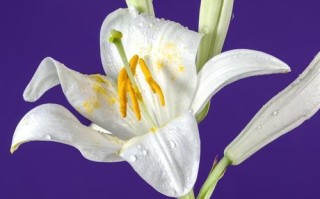 百合花香味有毒吗？（揭开百合花香味的真相，了解如何正确使用）