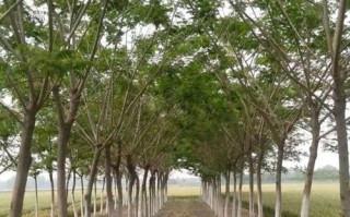 合欢花的产地是哪里？深入挖掘合欢花的故乡，中国南方