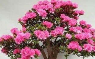 如何正确地换盆换土杜鹃花（杜鹃花的生长与换盆换土时机选择）