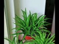 绿萝吊兰变黄叶的原因与解决方法（室内植物黄叶急救手册，让你的绿萝吊兰重获青翠生机）