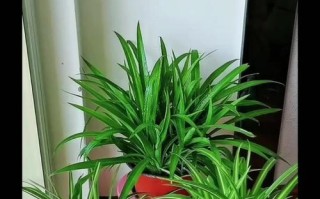 绿萝吊兰变黄叶的原因与解决方法（室内植物黄叶急救手册，让你的绿萝吊兰重获青翠生机）