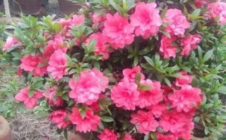 如何让杜鹃花开出绚烂的花朵（杜鹃花栽种与养护的全程指南）