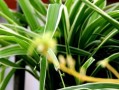 吊兰的生长环境及生长地方条件（了解吊兰，让你家的绿植更加茂盛）