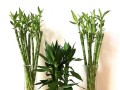 以水养植物的有效施肥方法
