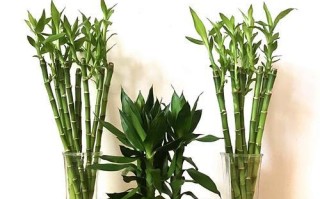 以水养植物的有效施肥方法