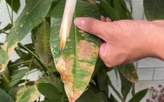 发财树黄叶干枯的原因及处理方法（发财树黄叶干枯怎么办？解决黄叶问题的有效措施！）