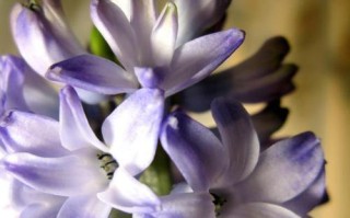 寻找和风信子的“姊妹花”（品味花海中的美丽花卉）