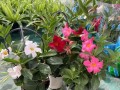 如何让飘香藤开花？（飘香藤养护全攻略，让你的房间充满芬芳）