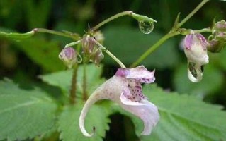 凤仙花——多年生植物的代表（探秘凤仙花的生命力与适应力）