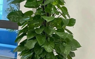 绿萝品种推荐（轻松拥有美丽叶片的秘诀）