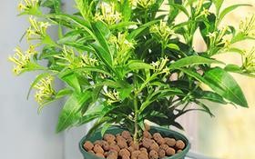 夜来香插枝的生存能力与护理方法（了解夜来香的栽培技巧，让香气四溢的花儿欢快成长）