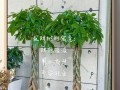 以发财树春夏怎么养（室内发财树的春夏养护秘籍）