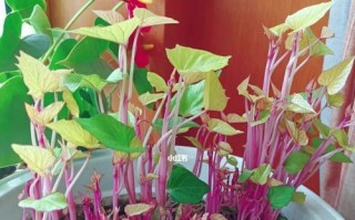 花盆里种红薯的方法与技巧（轻松在家种植可口红薯的秘诀）