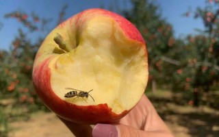 嘎拉苹果——秋季最美风景线（嘎拉苹果收获时间及品质分析）
