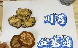 丹参的花期是什么时候？（探寻丹参开花的奥秘，解读其生长规律）