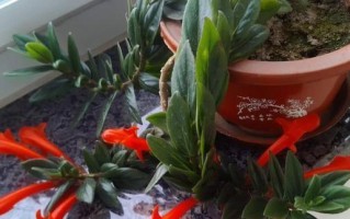 吊金鱼的花期与开花时间（解析吊金鱼花期和开花时间，把握美丽时刻）
