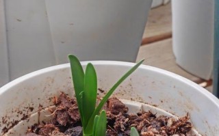 冬季养植指南（冬季养植要点、技巧和注意事项，让您的植物度过严寒的冬天）