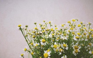 小雏菊香味真的存在吗？（探究小雏菊香味成因及真伪性）