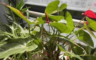 红掌不开花怎么办？（红掌只长叶子的原因和处理方法）