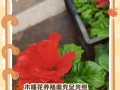 木槿叶子为何下垂？（探究木槿叶子下垂的原因和应对方法）